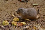 Exkurze ZOO Praha 15.10.2014 6.D 2014/15