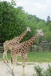 Exkurze ZOO Praha - adopce zvířátka 4.A 2015/16