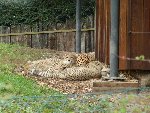 Pozvání do ZOO 4.A 2017/18