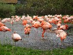 Pozvání do ZOO 4.A 2017/18