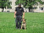 Ukázka výcviku policejních psů 1.B 2016/17