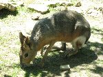 Výlet do ZOO Ohrada 1.B 2010/11