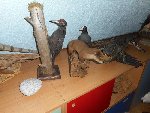 ZOO - Hluboká nad Vltavou 1.C 2015/16
