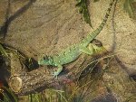ZOO - Hluboká nad Vltavou 1.C 2015/16