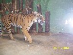 ZOO Praha 6.A 2014/15