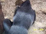 ZOO Praha 6.A 2014/15