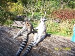 ZOO Praha 6.A 2014/15